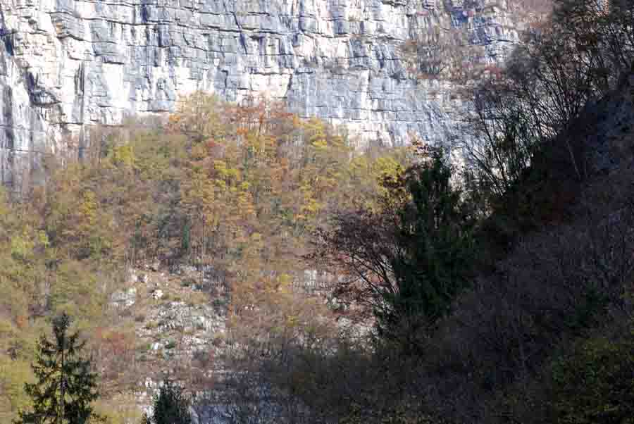 Vipera aspis francisciredi?